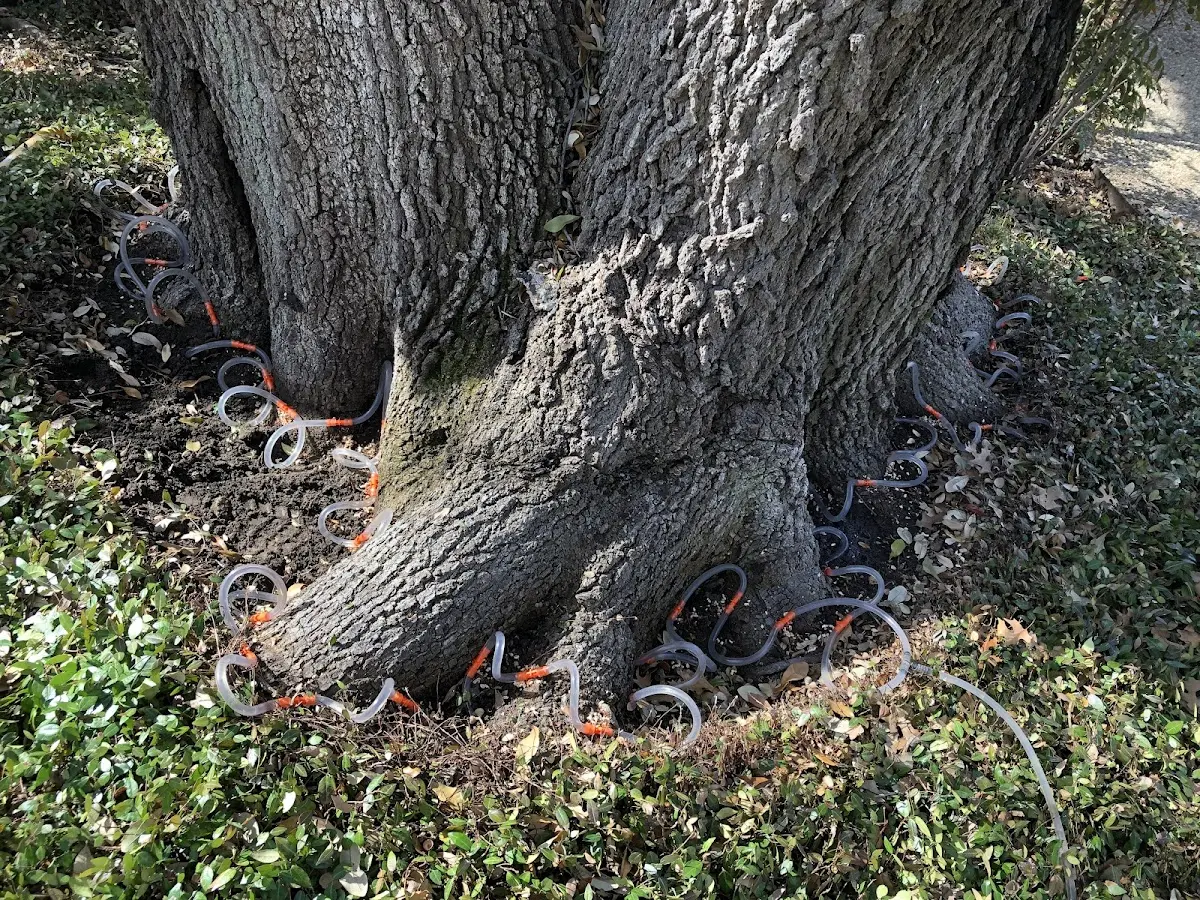 Detailed Tree Cabling and Bracing job site in Victor