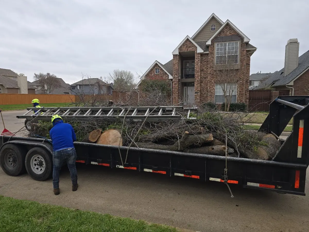 Expert Tree Pest Control with proper safety equipment in Victor